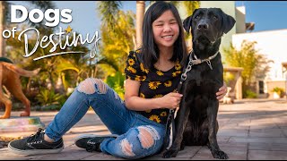Faithful Soldier | Dogs of Destiny
