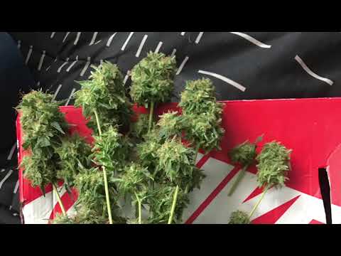 Molidos Freestyle - Mthc, Victime, Negakilla