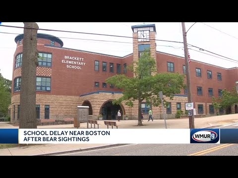 Bear spotted in Arlington, Massachusetts