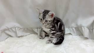 アメリカンショートヘアの動画01