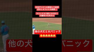 デコピン以外がやるとこうなる＃大谷翔平＃デコピン＃始球式