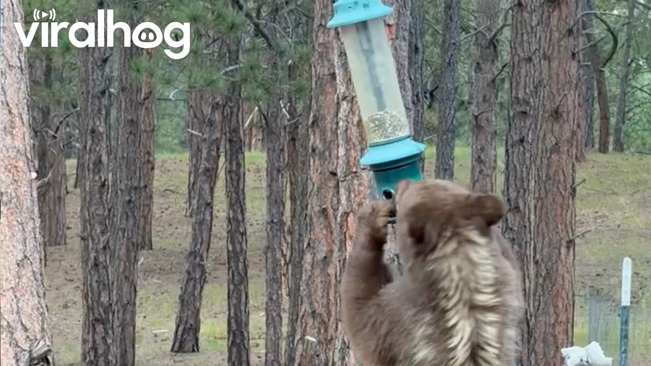 Bear Cub Dangles From Birdfeeder || ViralHog