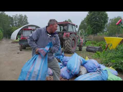 Przebieranie ziemniaków w Plutyczach Jaką ciekawostkę zdradzi Andrzej Rolnicy z Podlasia Plutycze 19