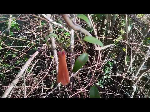 COPIHUE (Lapageria rosea)