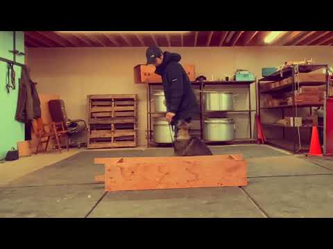 IGP training: Hanna v Haus Le (Hannes Ja Na Ka x Destiny vom Special Highlight) 3 1/2 months