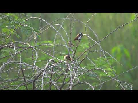 Tricolored Munia