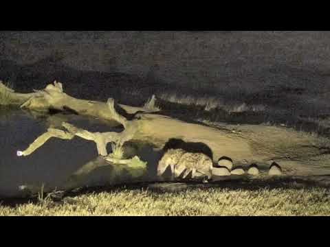 Djuma: Single Wild Dog still calling as two Hyenas try and follow it - 18:03 - 08/04/18