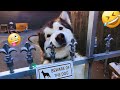 Unexpected Laugh With These Funny Dogs Best Funniest Dog Videos Of 2025 15