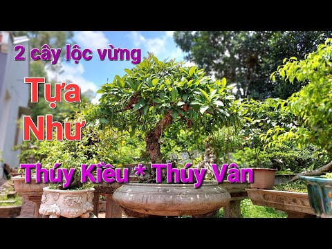 2 TP HOA LỘC VỪNG ĐẸP TỰA NHƯ 2 NÀNG KIỀU đang độ khoe sắc !