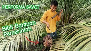 Download lagu Performa Bibit Sawit Bantuan Pemerintah | Elaeis Guineensis mp3