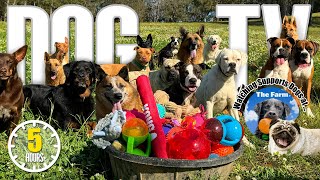 Dog TV: Daycare for Your Dog 🐶 Entertaining Dog Video - Prevents Boredom & Separation Anxiety