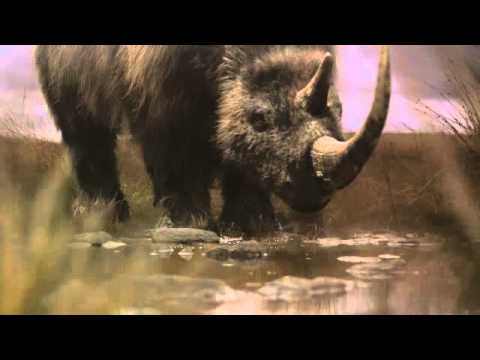 BBC Ice Age Giants trailer