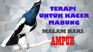 Download lagu Terapi Isian Kacer Mewah, Masteran Isian Kacer yang sedang Mabung, Kacer Gacor Full Isian Gacor Door mp3