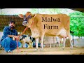 Top quality Jersey with 40 Liter milk per day 👌🏻🔥🔥Biggest Jersey | Malwa Farm