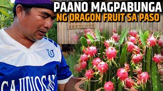 PAANO MAPABUNGA ANG DRAGON FRUIT SA CONTAINER | D