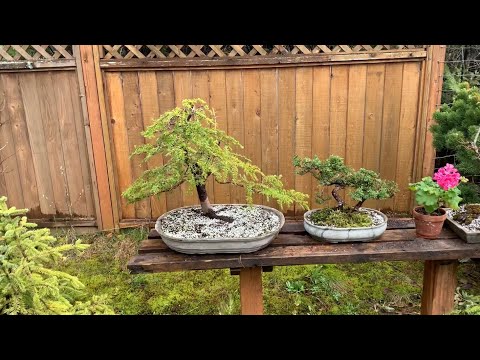 Western Hemlock Bonsai First Repot