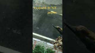 Download lagu leopard at nit jaipur||mnit Jaipur||iits||nits||#mnit #viral #campus #jee #jossa #trending mp3