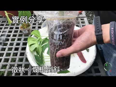 龜背芋爛根