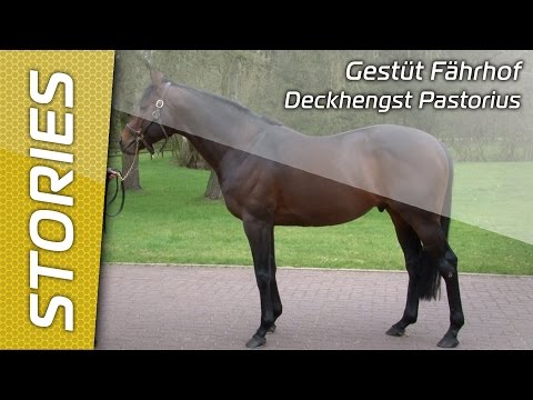 Gestüt Fährhof - Deckhengst Pastorius