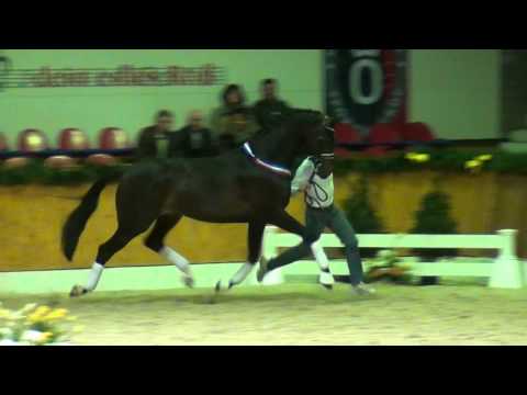 Indian Rock : Apache X Vivaldi X Cabochon - Vechta 2016 - KWPN Champion 2016