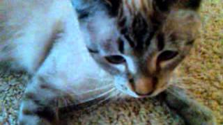 Guilty Cat - Almost as good as Denver