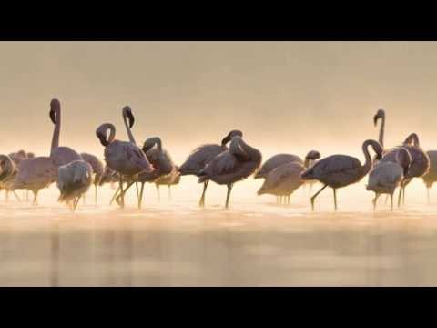 V�gel in der Provinz M�laga