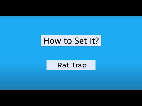 How to Set sarkman Rat Traps