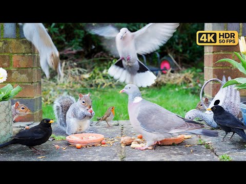 ???? Cat TV NO ADS ???? Beautiful Birds & Squirrels for Cats to Watch ???? Bird Videos & Cat Games