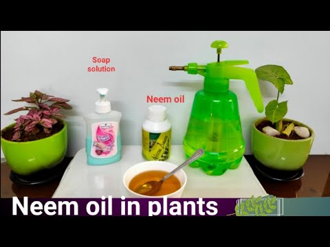 How to use Neem oil | neem oil benefits
