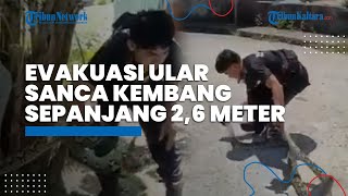 Petugas Rescue Damkar Nunukan Evakuasi Ular Sanca Kembang 2,6 Meter, Akui Tangkap Ular Sejak SD