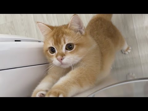 동글한 고양이는 심장에 해롭다 (매우 귀여움 주의) | 고양이랑 술래잡기 가능ㅇㅇ | 고양이 브이로그