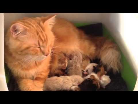 Shiju is breast feeding the kittens, great mom.