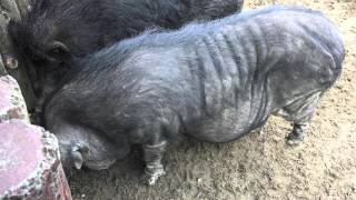 Re: [問卦] 台女真的生完小孩就不行房了嗎？