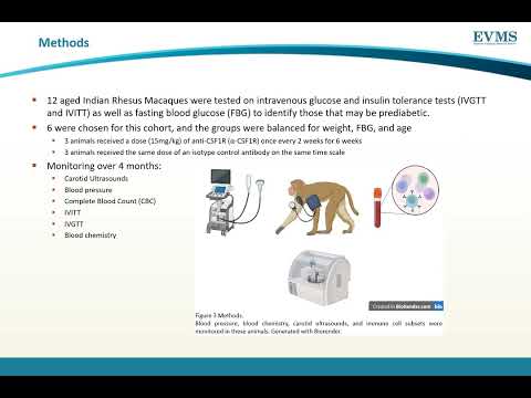 Thumbnail image of video presentation for CSF1R Blockade in Prediabetic Rhesus Macaques