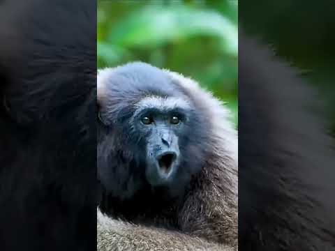 Chimpanzee sound #youtubeshorts #animals #chimpanzee #shorts