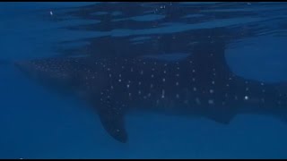 preview picture of video 'Schnorchlen mit Walhaien auf Cebu (Philippinen)'