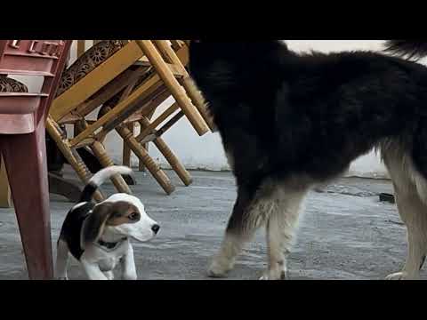 Spiti wild life Snowleopard #snowleopard yak #Yaks