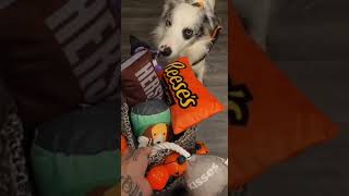 My dogs last Boo Basket for the Month