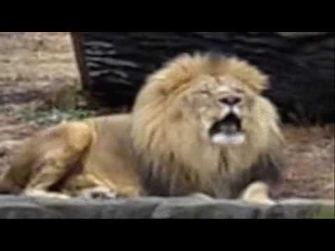 The Marmalade - Mr. Lion - 1968