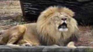 The Marmalade - Mr. Lion - 1968