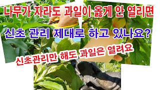 과일나무가 커도 과일이 제대로 안 열리면 신초관리 제대로 하고 있나요. 과일 열리기 위한 신초관리의 중요성과…
