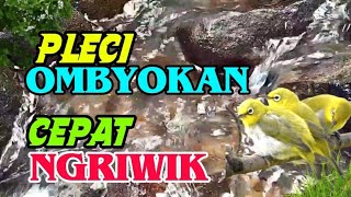 Download lagu Terapi pleci ombyokan agar cepat ngriwik buka paruh, suara air terapi burung mp3