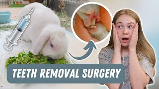Rabbit Teeth Removal Surgery | Vlog & Recovery 💉🦷🏥