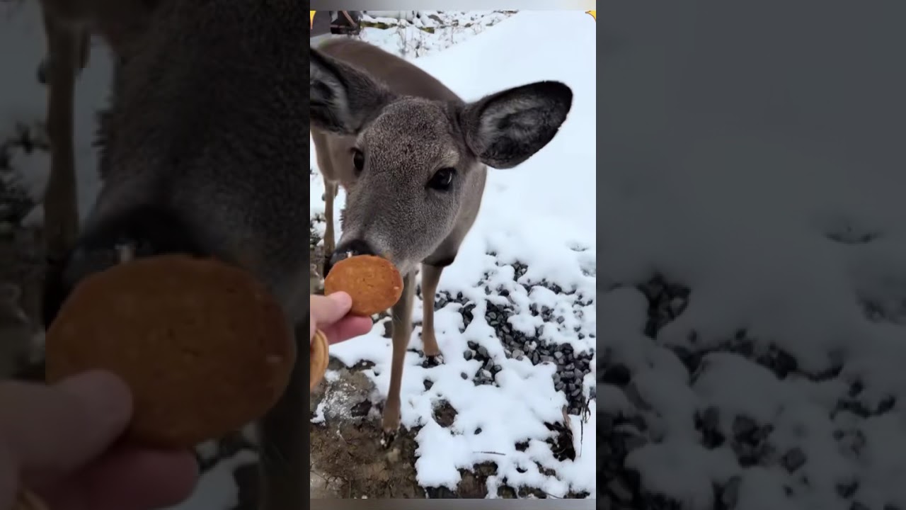 The animal and the photographer became good friends 🥰❤️#funnyanimal #friendships