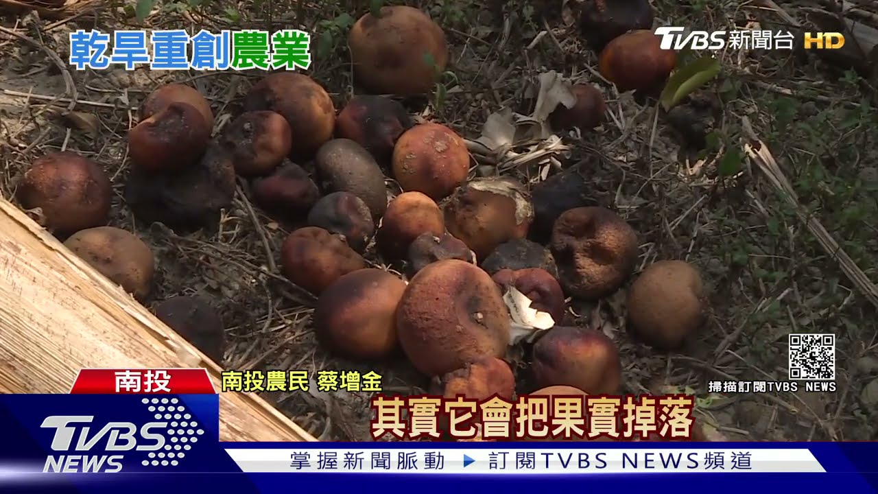 有片／旱災農損慘！果樹乾到「果實掉光」　農民汲水搶救「盼樹別死」