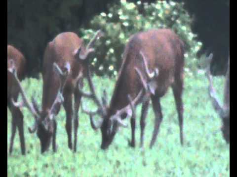 Der stärkste Hirsch von Polanow! Folge 1/3