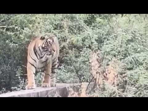 सुल्ताना का बच्चा रणथंभौर की दीवार पर सोता हुआ | Tiger Taking Rest at Ranthambore park boundary wall