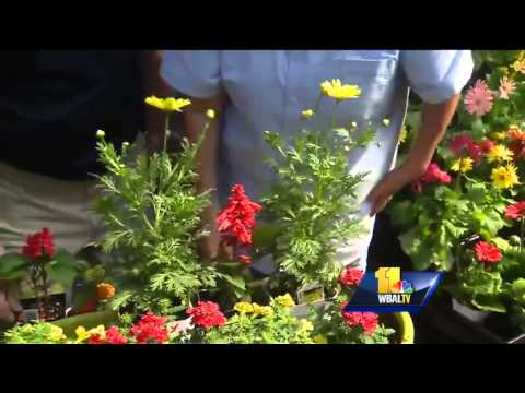 download lagu mp3 mp4 Best Container Plants To Attract Hummingbirds, download lagu Best Container Plants To Attract Hummingbirds gratis, unduh video klip Best Container Plants To Attract Hummingbirds