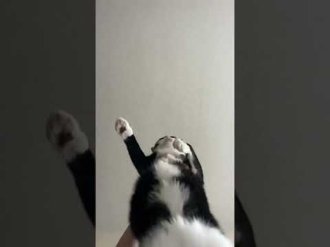 Kediden harika oryantel #kedi #kediler #kedivideoları #cats #cat #catlover