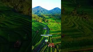 Download lagu Hidden Bali Attractions | Jatiluwih Rice Terrace: The Most Beautiful Rice Terraces in the World mp3